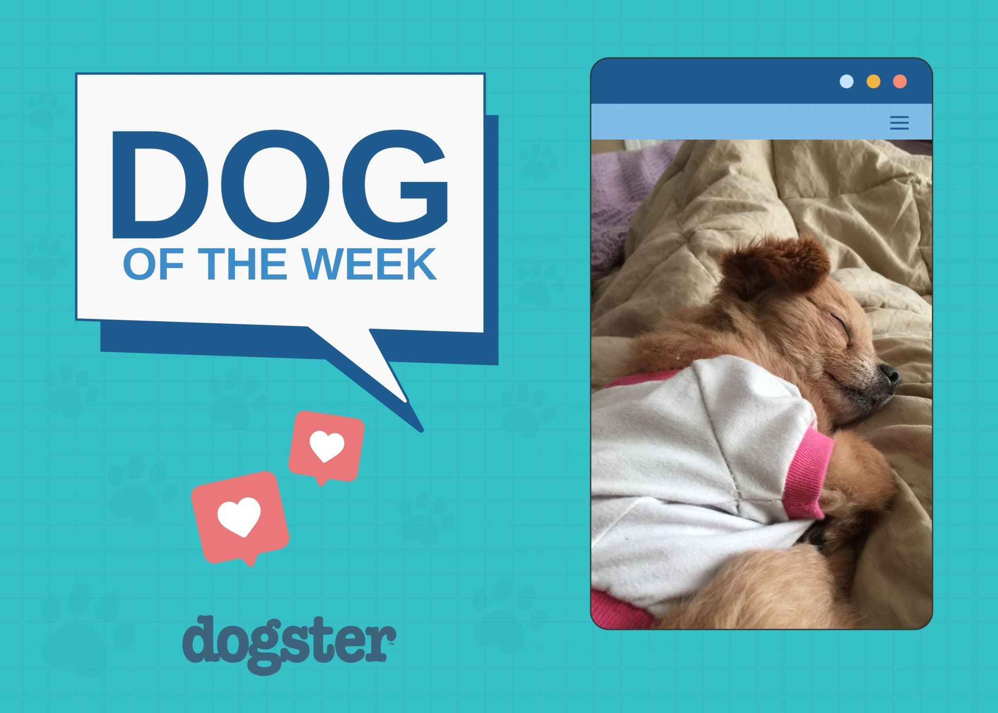 Dogster_Featured Image_Vertical_Winner_Home Page TEMPLATE_v1_Oct 14 2024_Vertical.psd
