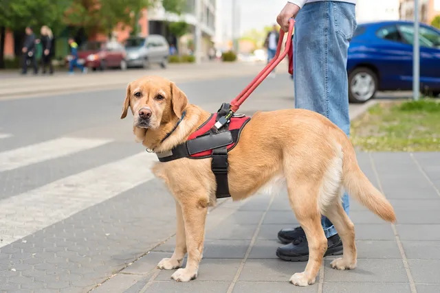 What Do Guide Dogs Do? 7 Vet-Verified Ways They Help People