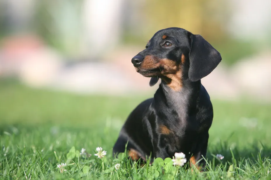 Miniature Dachshund Puppy