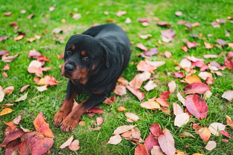 mini rottweiler