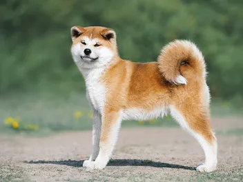 How Much Do Akitas Cost? 2026 Price Guide
