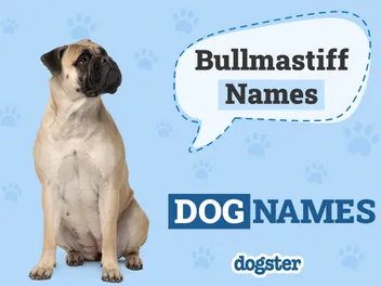 150+ Bullmastiff Names: Tough, Cute & Perfect Ideas for Your Bullmastiff