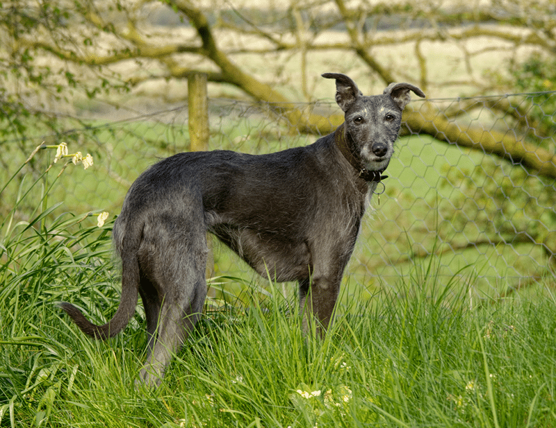 Lurcher Dog