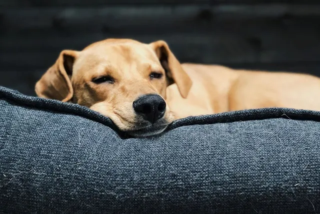 How to Wash a Dog Bed With Urine in It - 12 Easy Steps & FAQ