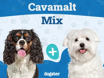 Cavamalt: Breed Info, Pictures, Care Guide & More