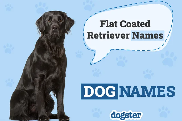 180+ Popular & Unique Flat-Coated Retriever Dog Names