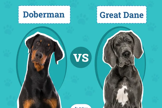 Doberman vs Great Dane: Key Differences (With Pictures)