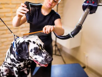 How to Groom a Dalmatian: 6 Expert Tips