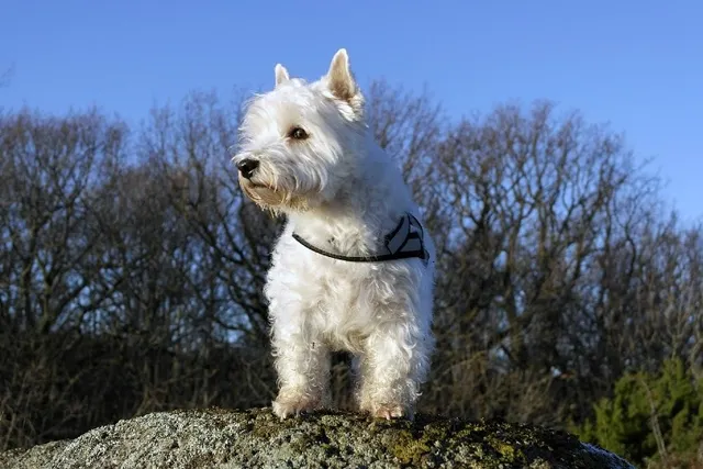 How Big Do Westies Get? Average Weight & Growth Chart