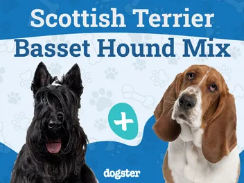 Bascottie Dog Breed: Info, Pictures, Care & More