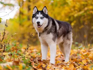 How Long Do Huskies Live? Average Lifespan, Data & Care Guide