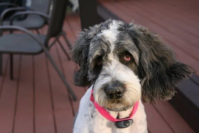 Saint Berdoodle (Saint Bernard & Poodle Mix) Dog Breed: Info, Pictures & Care