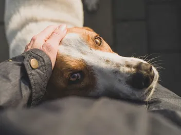 Can Dogs Tell When You're on Your Period? Vet-Verified Senses & Behavior Insights