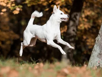 10 Off-Leash Dog Parks in Grand Rapids, MI You Can Visit Today