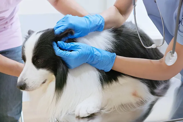 Ear (Aural) Hematoma in Dogs: Causes, Signs & Treatments
