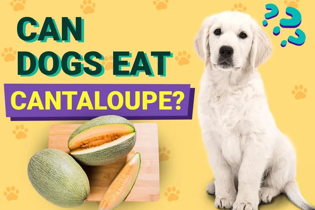 Can Dogs Eat Cantaloupe? Vet-Approved Nutrition Facts