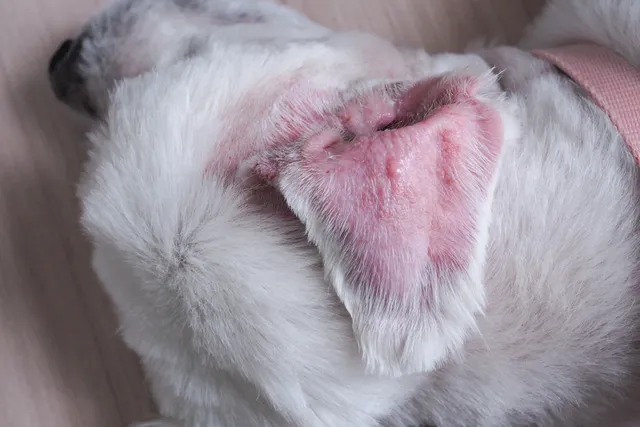 Why Does My Dog Have Itchy Bumps? 6 Vet-Reviewed Possible Reasons