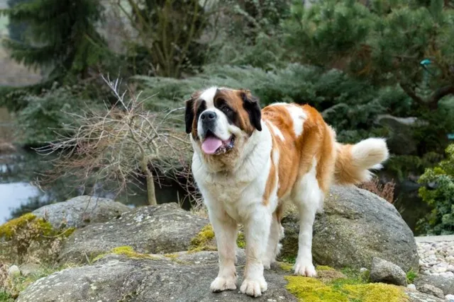12 Dogs Similar to St. Bernards (With Pictures)