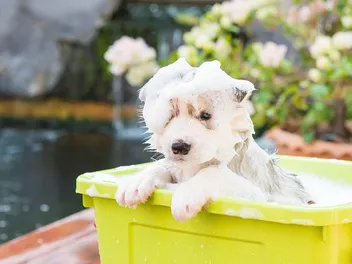 10 Best Puppy Shampoos For Dry Skin in 2026: Reviews & Top Picks