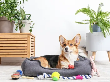 20 Best Dog Accessories in 2026 - Reviews & Top Picks