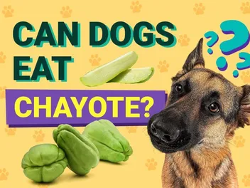 Can Dogs Eat Chayote? Vet-Verified Facts & FAQ