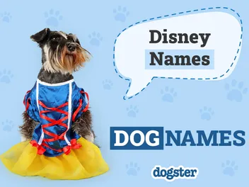 100+ Disney Dog Names: Ideas for Your Enchanting & Magical Pup