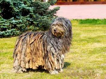 How Much Does It Cost to Own a Bergamasco? 2026 Price Guide