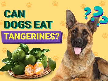 Can Dogs Eat Tangerines? Vet-Approved Facts & FAQ