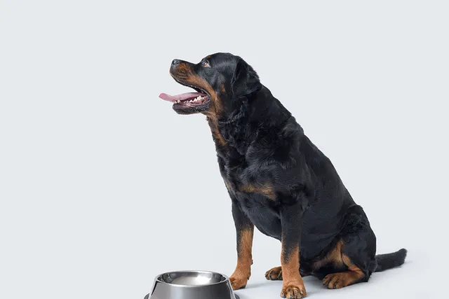 What Do Rottweilers Eat? Vet-Approved Feeding Guide