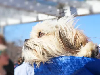 Can a Shih Tzu Fly on a Plane (in the Cabin or Underneath)? Tips & FAQ