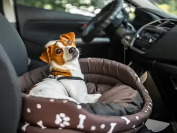 Traveling with a Dog to Canada: 7 Tips Before You Leave Home