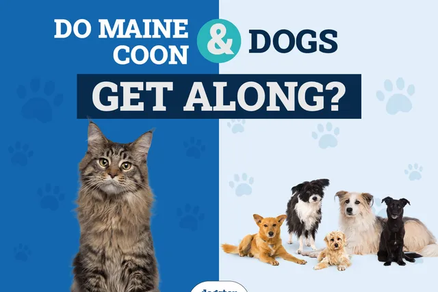 Do Maine Coons Get Along With Dogs? Vet-Reviewed Introduction & Safety Tips