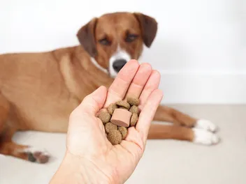 5 Best Dewormers for Dogs in 2026 - Reviews & Top Picks
