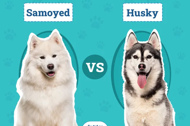 Samoyed vs. Husky: The Differences (With Pictures)