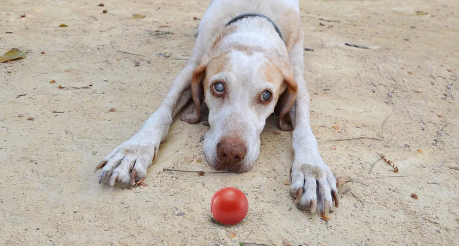 blind dog playing with red ball outdoor