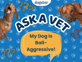 Ask Dr. Paola - HELP! My Dog Is Ball-Aggressive (September 7, 2026)