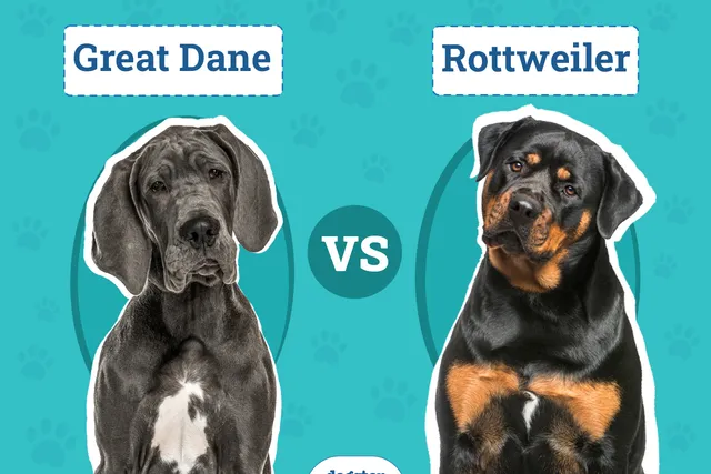 Great Dane vs Rottweiler: The Main Differences (With Pictures)