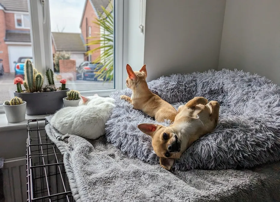 Clutch, Ned, and Fred enjoying the penthouse