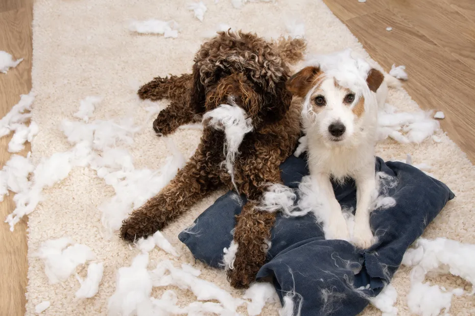 Dog mischief. Two dogs with innocent expression after bited a pillow. separation anxiety and obedience concept.