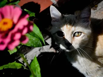 Does the Solar Eclipse Affect Pets? Vet-Verified Effects & Safety Tips
