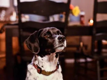 Boingle (Beagle & German Shorthaired Pointer Mix): Info, Pictures, Care & More