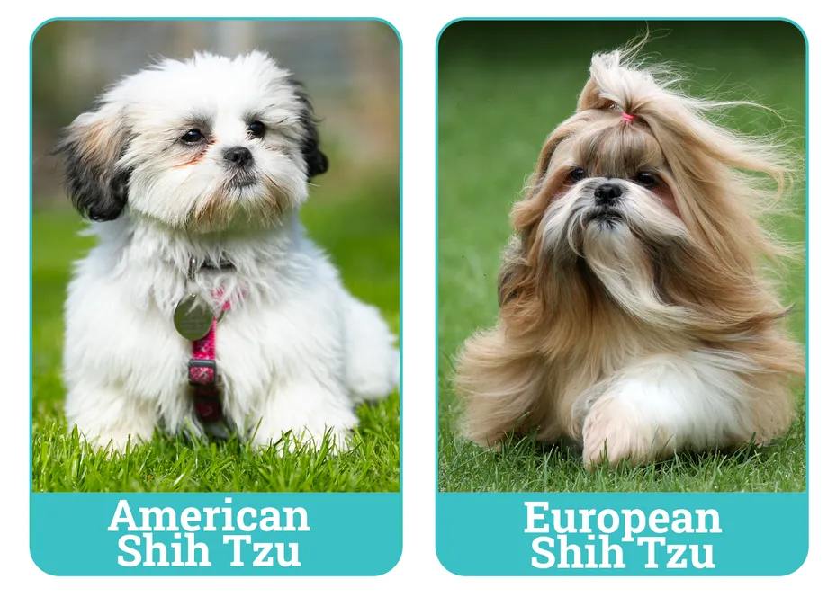 American vs European Shih Tzu