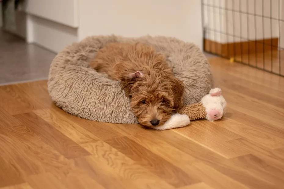 Cream-colored Australian Labradoodle in the bed