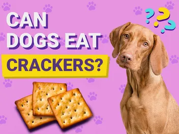 Can Dogs Eat Crackers? Vet-Reviewed Facts & FAQ