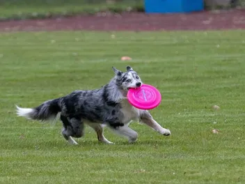 What Happens If I Don’t Play With My Dog? The Importance of Play Explained