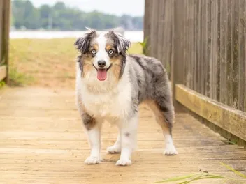 Miniature Australian Shepherd: Info, Pictures, Traits & History