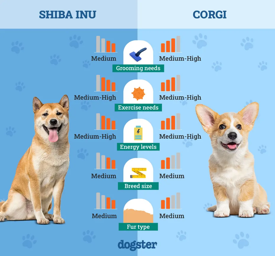 Dogster_Side by Side Comparison_ Shiba Inu vs Corgi