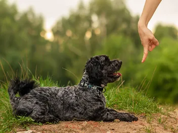 Unique Command Words for Dogs: 11 Fun Ideas to Try Today (Vet-Approved)