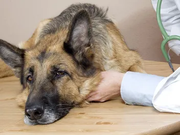Exocrine Pancreatic Insufficiency in Dogs: Signs & Treatments (A Complete Guide)