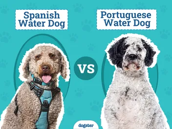 Spanish Water Dog vs. Portuguese Water Dog: Differences Explained (With Pictures)